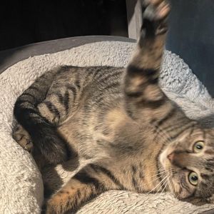 Sweet girl Tori was rescued from the streets of Compton with her siblings starv