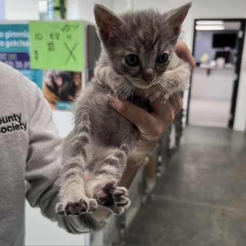 Esme, an adoptable Domestic Short Hair in Garden City, KS, 67846 | Photo Image 1