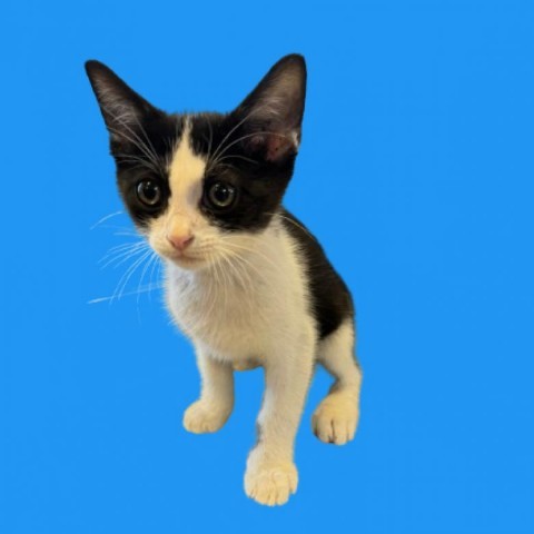 Hercules, an adoptable Domestic Short Hair in Tuscaloosa, AL, 35401 | Photo Image 1