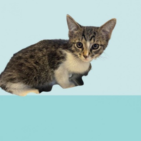 Tarzan, an adoptable Domestic Short Hair in Tuscaloosa, AL, 35401 | Photo Image 1