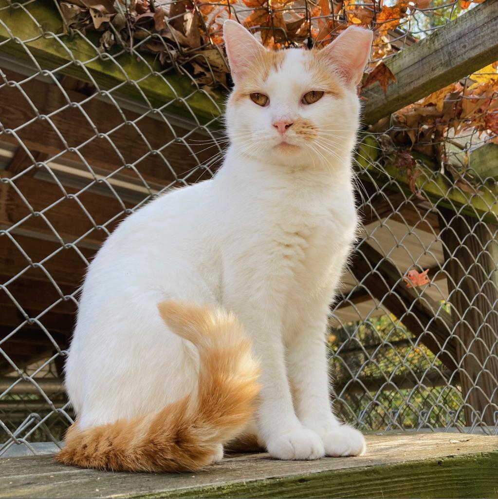 (WC) Mouse, an adoptable Domestic Short Hair in Cabot, AR, 72023 | Photo Image 1