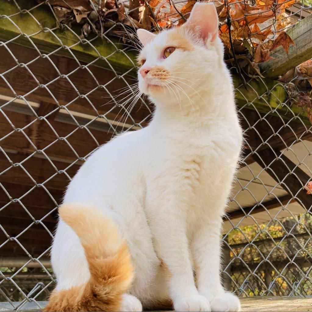 (WC) Mouse, an adoptable Domestic Short Hair in Cabot, AR, 72023 | Photo Image 2