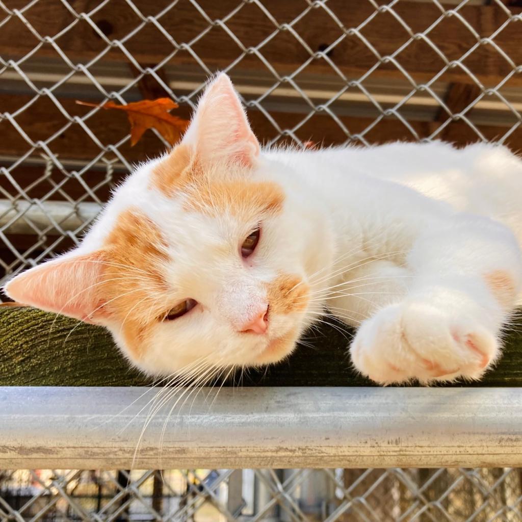 (WC) Mouse, an adoptable Domestic Short Hair in Cabot, AR, 72023 | Photo Image 3