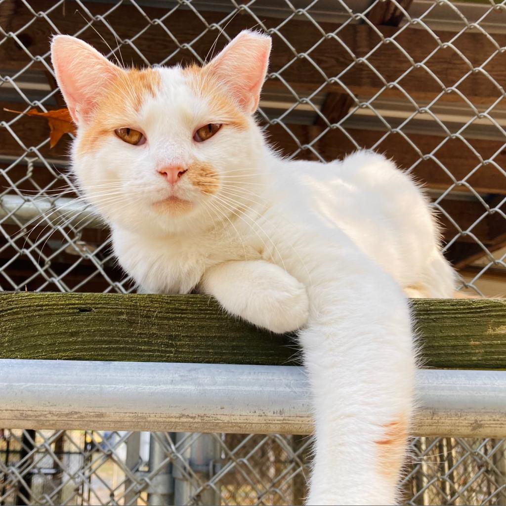 (WC) Mouse, an adoptable Domestic Short Hair in Cabot, AR, 72023 | Photo Image 4