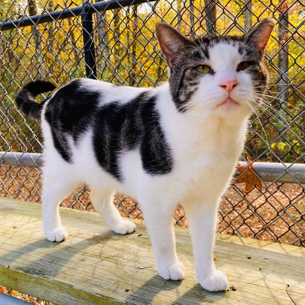 (WC) Edgar, an adoptable Domestic Short Hair in Cabot, AR, 72023 | Photo Image 1