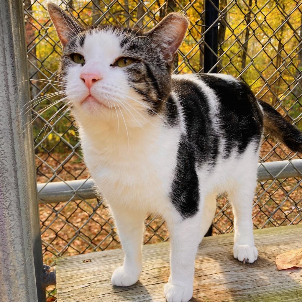 (WC) Edgar, an adoptable Domestic Short Hair in Cabot, AR, 72023 | Photo Image 2