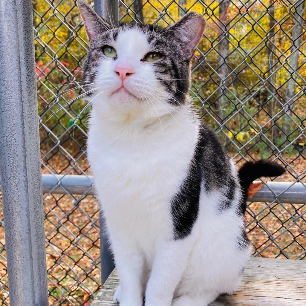 (WC) Edgar, an adoptable Domestic Short Hair in Cabot, AR, 72023 | Photo Image 3