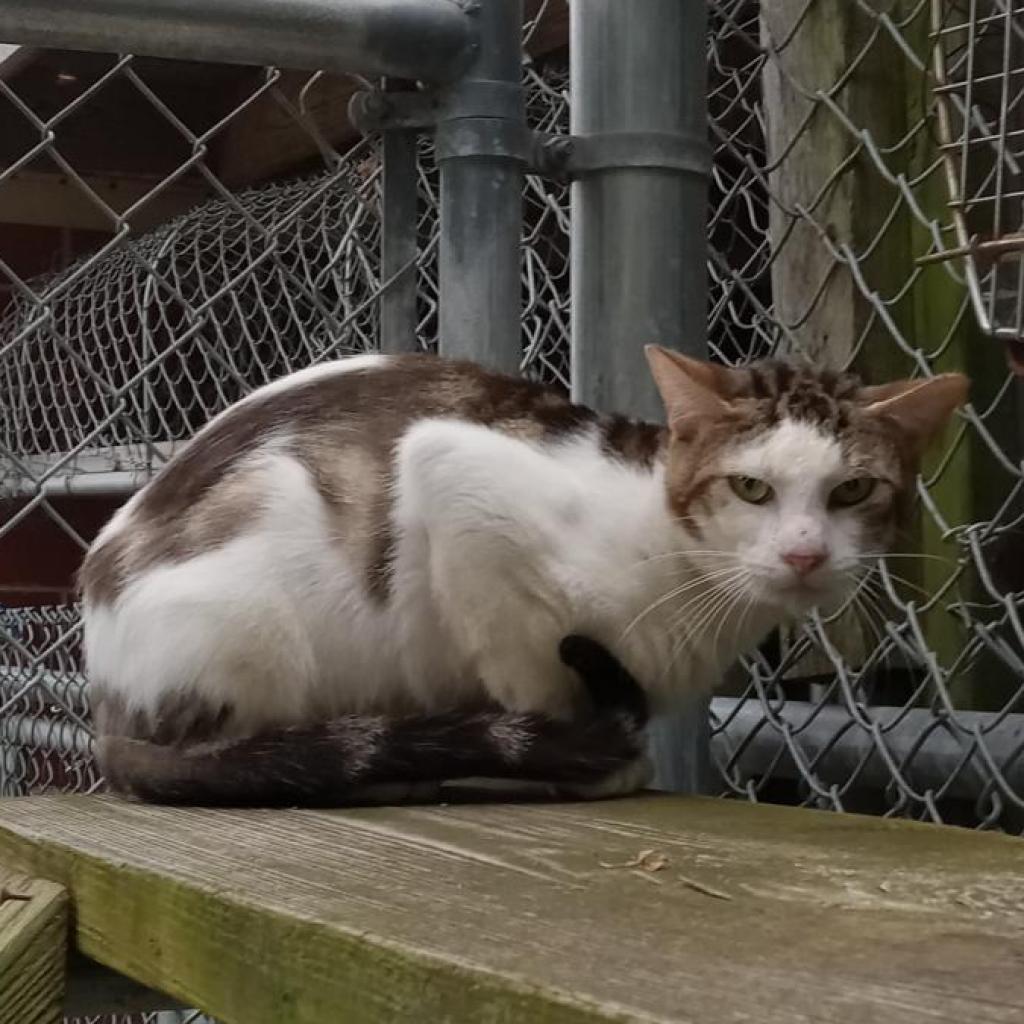 (WC) Jude, an adoptable Domestic Short Hair in Cabot, AR, 72023 | Photo Image 4