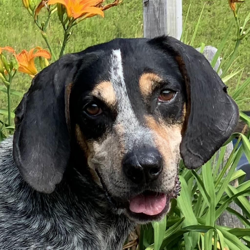 Bubba