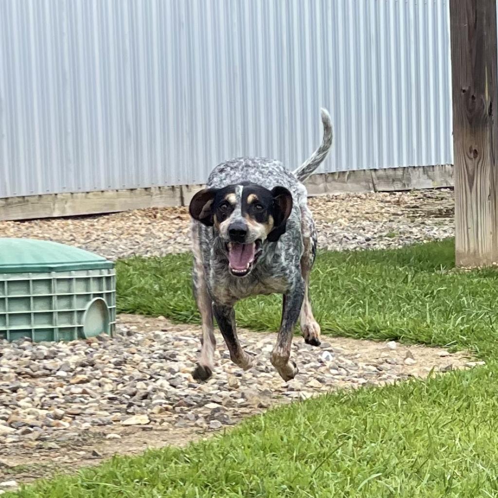Bubba