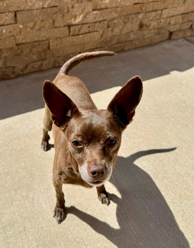 Coco, an adoptable Chihuahua in Las Cruces, NM, 88001 | Photo Image 1