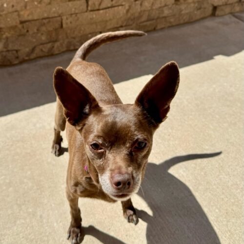 Coco, an adoptable Chihuahua in Las Cruces, NM, 88001 | Photo Image 2