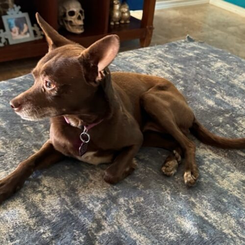 Coco, an adoptable Chihuahua in Las Cruces, NM, 88001 | Photo Image 3