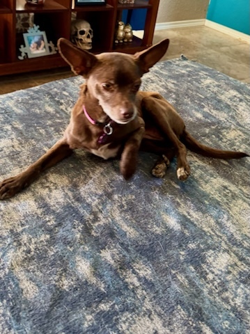Coco, an adoptable Chihuahua in Las Cruces, NM, 88001 | Photo Image 4