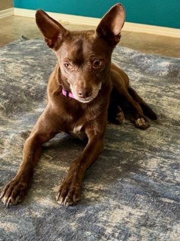 Coco, an adoptable Chihuahua in Las Cruces, NM, 88001 | Photo Image 5