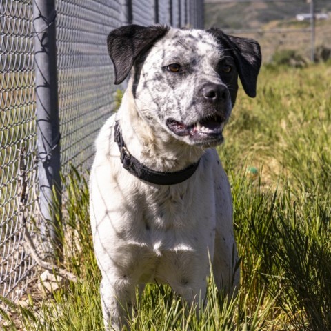 Midge, an adoptable Mixed Breed in Park City, UT, 84098 | Photo Image 1