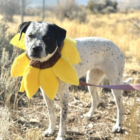 Midge, an adoptable Mixed Breed in Park City, UT, 84098 | Photo Image 1