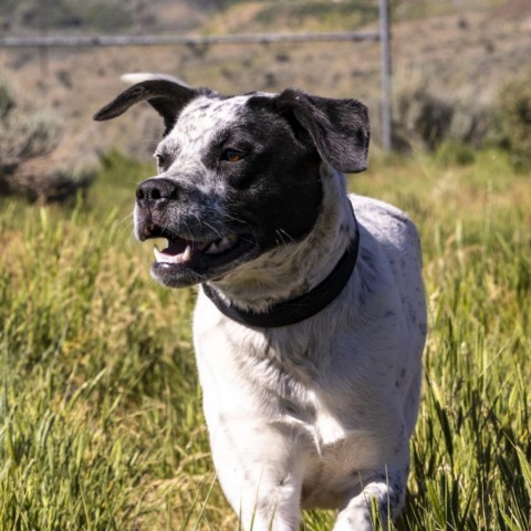 Midge, an adoptable Mixed Breed in Park City, UT, 84098 | Photo Image 2