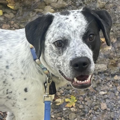 Midge, an adoptable Mixed Breed in Park City, UT, 84098 | Photo Image 2