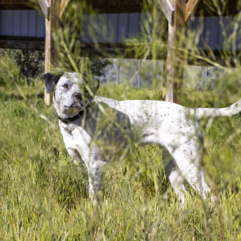 Midge, an adoptable Mixed Breed in Park City, UT, 84098 | Photo Image 3