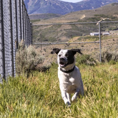 Midge, an adoptable Mixed Breed in Park City, UT, 84098 | Photo Image 4