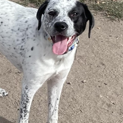 Midge, an adoptable Mixed Breed in Park City, UT, 84098 | Photo Image 6