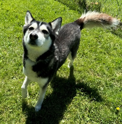 Chencho, an adoptable Siberian Husky, Mixed Breed in Willmar, MN, 56201 | Photo Image 1