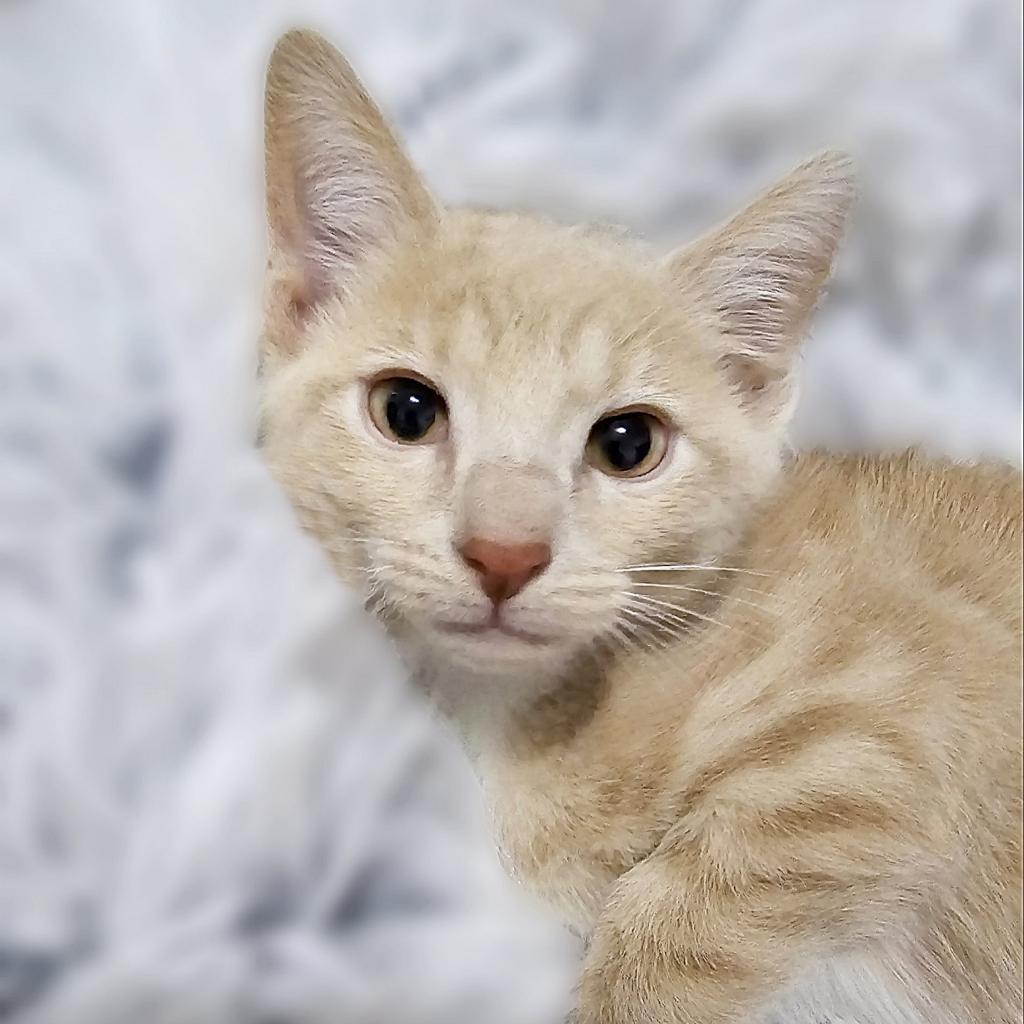 Reed, an adoptable Domestic Short Hair in Wichita, KS, 67208 | Photo Image 2