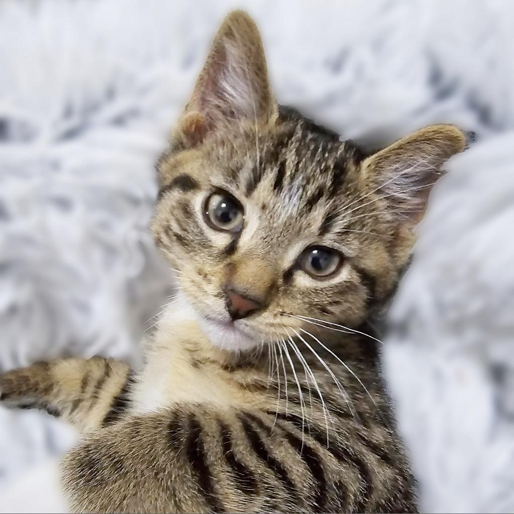 Clover, an adoptable Domestic Short Hair in Wichita, KS, 67208 | Photo Image 1