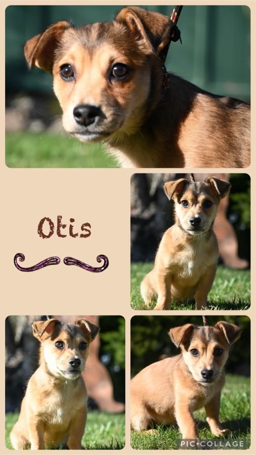 Otis 3