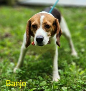 Banjo