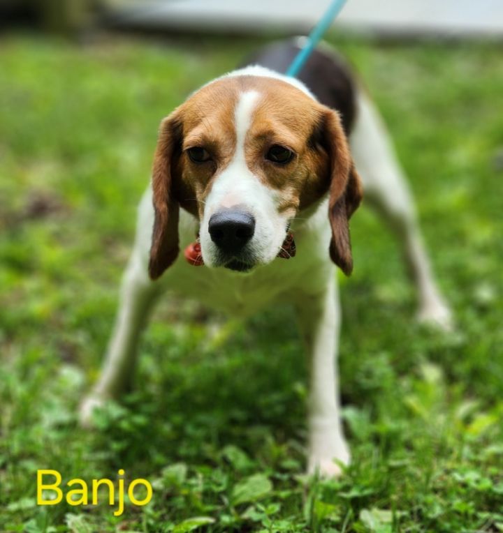 Banjo 1