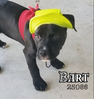 Bart Mastiff Dog