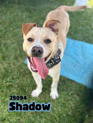 Shadow is a friendly young dog who is active and very playful He has become good friends with anoth