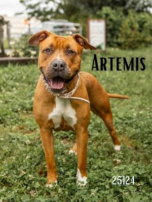 This gorgeous girl is Artemis She was found around Big Turtle Park with a studded pink collar and l