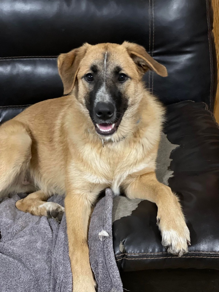 Ava, an adoptable Maremma Sheepdog, Shepherd in Richfield, WI, 53076 | Photo Image 1