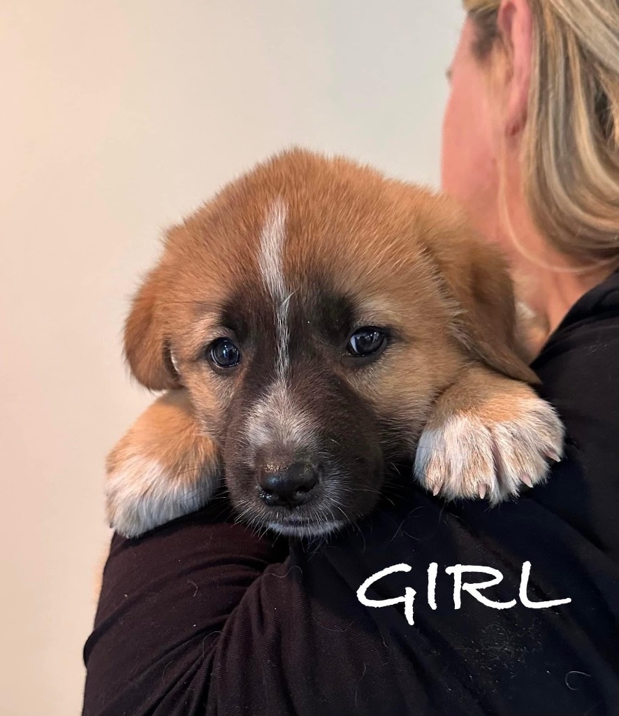 Ava, an adoptable Maremma Sheepdog, Shepherd in Richfield, WI, 53076 | Photo Image 2