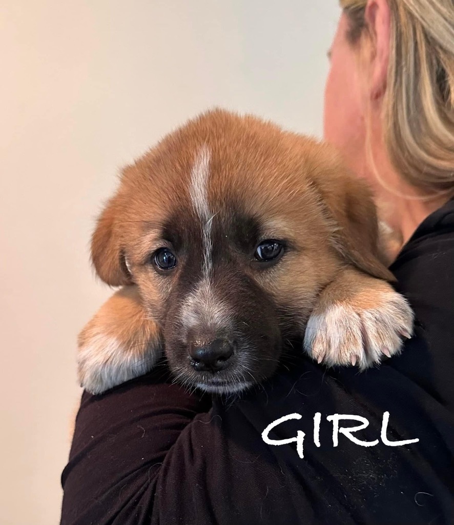 Ava, an adoptable Maremma Sheepdog, Shepherd in Richfield, WI, 53076 | Photo Image 4