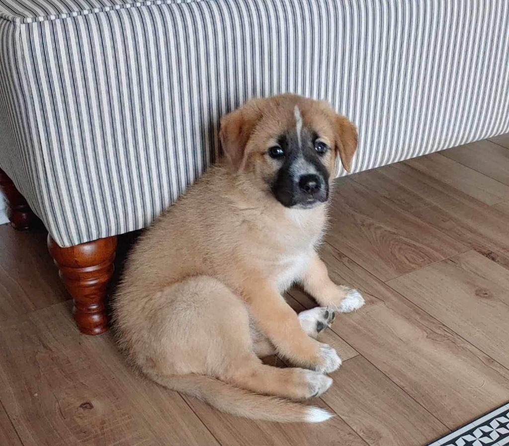 Ava, an adoptable Maremma Sheepdog, Shepherd in Richfield, WI, 53076 | Photo Image 5