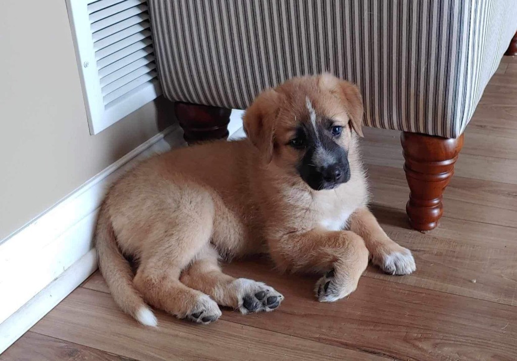 Ava, an adoptable Maremma Sheepdog, Shepherd in Richfield, WI, 53076 | Photo Image 4