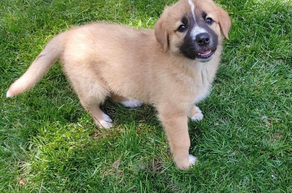 Ava, an adoptable Maremma Sheepdog, Shepherd in Richfield, WI, 53076 | Photo Image 5