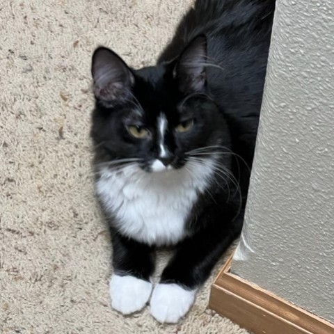 Lea, an adoptable Domestic Medium Hair in Bismarck, ND, 58507 | Photo Image 1