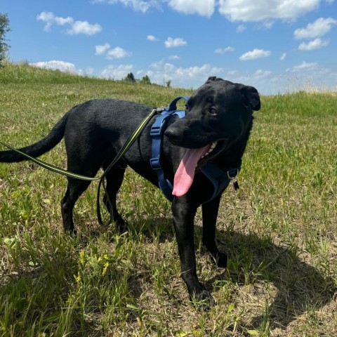 Ash, an adoptable Black Labrador Retriever in Bismarck, ND, 58507 | Photo Image 1