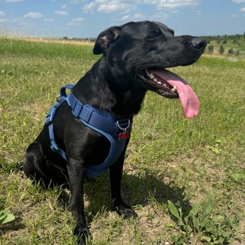 Ash, an adoptable Black Labrador Retriever in Bismarck, ND, 58507 | Photo Image 2