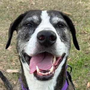 Kora, Adult Female American Staffordshire Terrier
