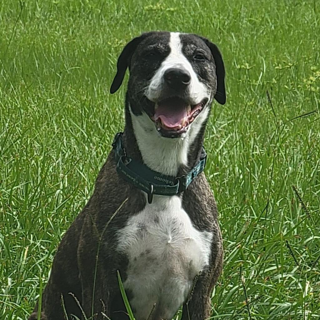 Kora