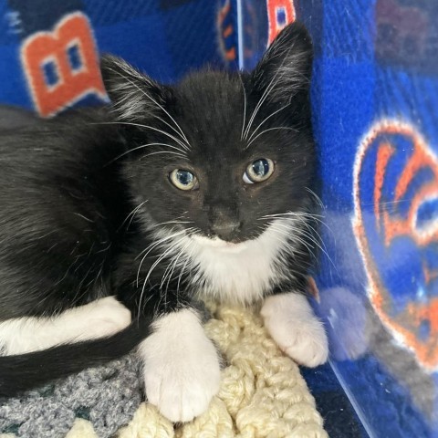 Zeus, an adoptable Domestic Short Hair in Hailey, ID, 83333 | Photo Image 1