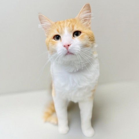 Macaroni, an adoptable Domestic Medium Hair in Great Falls, MT, 59404 | Photo Image 1