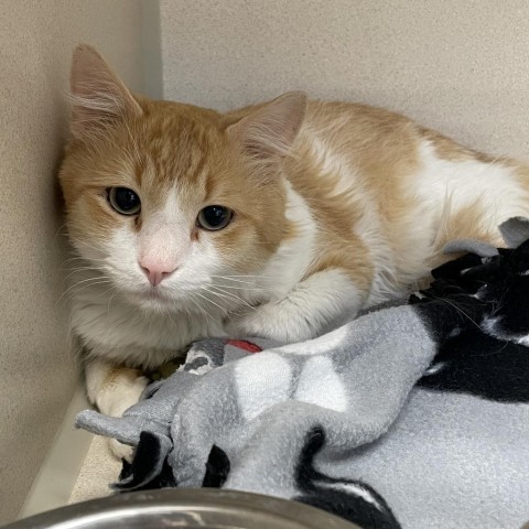 Macaroni, an adoptable Domestic Medium Hair in Great Falls, MT, 59404 | Photo Image 2