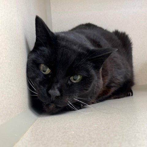 Salem, an adoptable Domestic Medium Hair in Great Falls, MT, 59404 | Photo Image 1